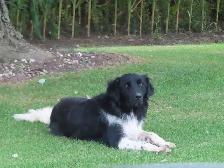 Newfoundland  puppies - Photo 6