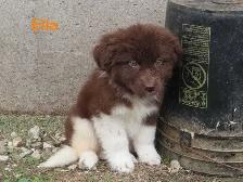 Newfoundland  puppies - Photo 7