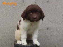 Newfoundland  puppies - Photo 8