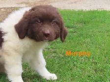 Newfoundland  puppies - Photo 9