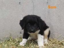 Newfoundland  puppies - Photo 10
