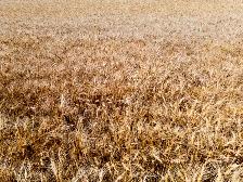 FARMLAND FOR SALE BY TENDER | 624.93 Acres | Near Sedley, SK - Photo 4