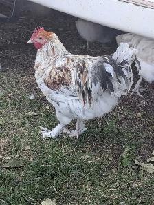 Purebred Splash Maran Rooster