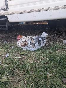 Purebred Splash Maran Rooster - Photo 2