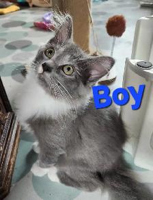 Ragdoll kittens, Looking for their FUREVER Home - Photo 3