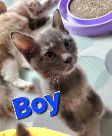 Ragdoll kittens, Looking for their FUREVER Home - Photo 4