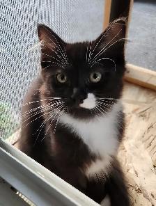 Ragdoll kittens, Looking for their FUREVER Home - Photo 5