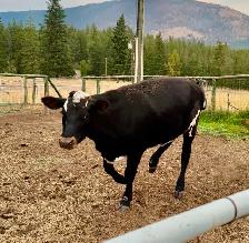 Jersey cross cow