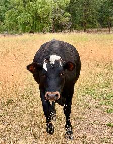 Jersey cross cow - Photo 2