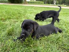 Puppies Forsale