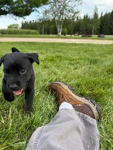 Puppies Forsale - Photo 2