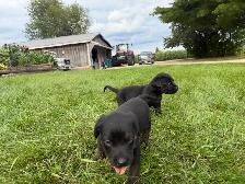 Puppies Forsale - Photo 3
