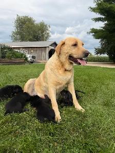 Puppies Forsale - Photo 4