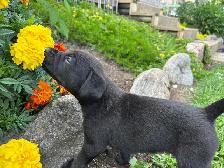 Puppies Forsale - Photo 5