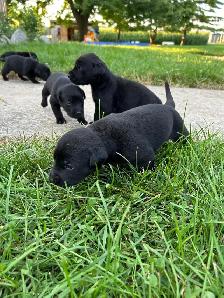 Puppies Forsale - Photo 6
