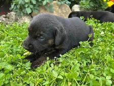 Puppies Forsale - Photo 7