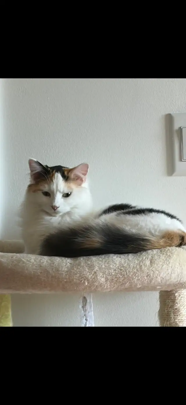 Beautiful 10 month old cat