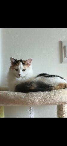 Beautiful 10 month old cat