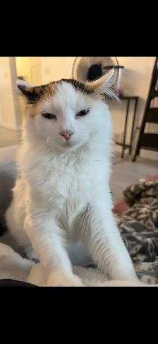 Beautiful 10 month old cat - Photo 3