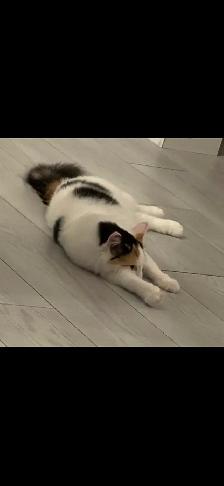 Beautiful 10 month old cat - Photo 4