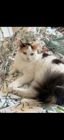Beautiful 10 month old cat - Photo 5