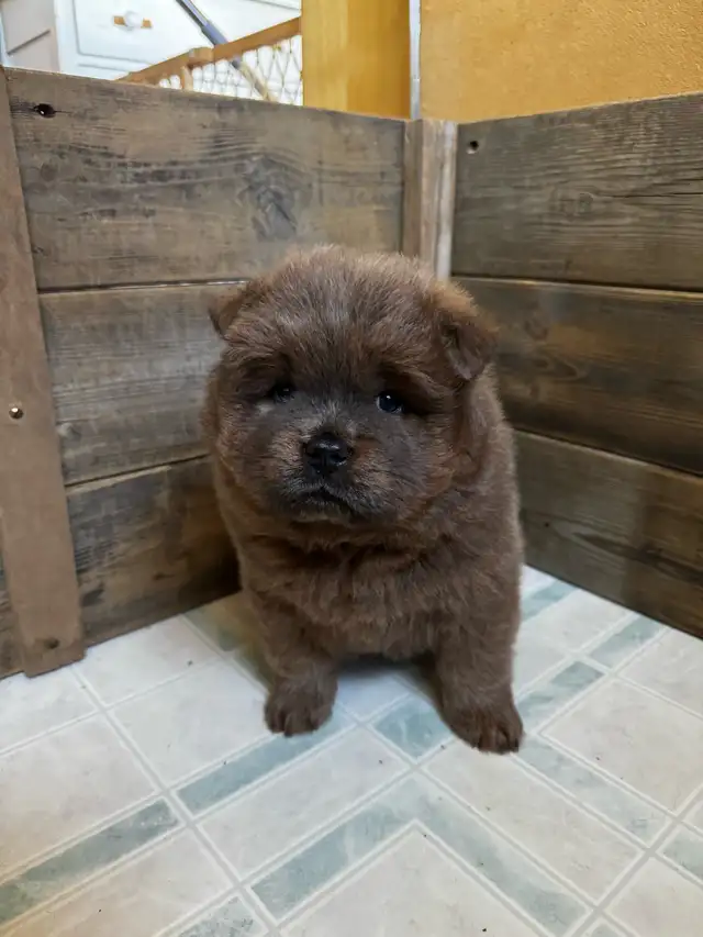 Chow Chow Puppies, healthy & happy, papered