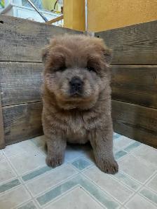 Chow Chow Puppies, healthy & happy, papered - Photo 2