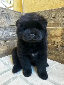 Chow Chow Puppies, healthy & happy, papered - Photo 3