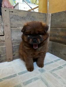 Chow Chow Puppies, healthy & happy, papered - Photo 4