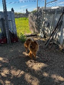 Chow Chow Puppies, healthy & happy, papered - Photo 6
