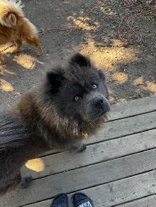 Chow Chow Puppies, healthy & happy, papered - Photo 7