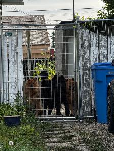 Chow Chow Puppies, healthy & happy, papered - Photo 8
