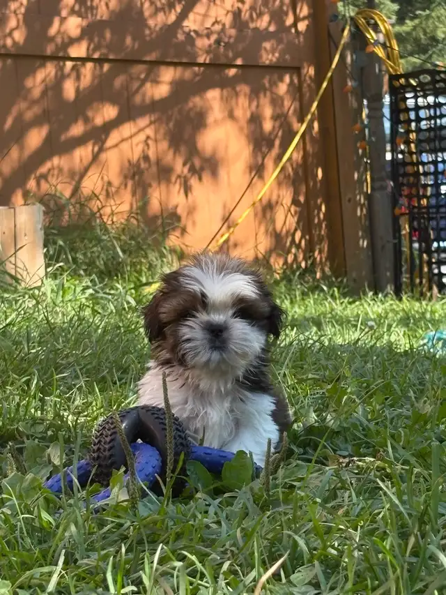 Shih tzu Puppies, CKC registered purebred