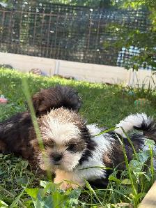 Shih tzu Puppies, CKC registered purebred - Photo 2