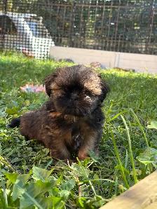 Shih tzu Puppies, CKC registered purebred - Photo 3