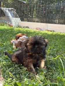 Shih tzu Puppies, CKC registered purebred - Photo 4