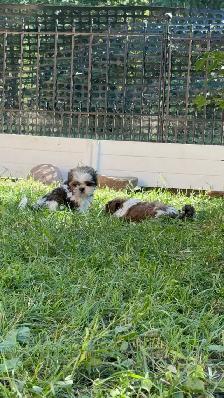 Shih tzu Puppies, CKC registered purebred - Photo 5