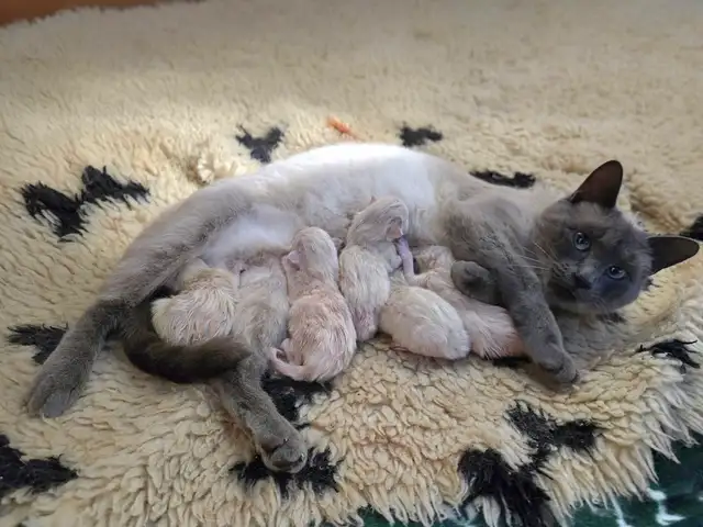 Siamese Kittens - All Colors and Bright and Friendly