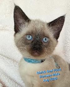 Siamese Kittens - All Colors and Bright and Friendly - Photo 2