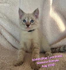 Siamese Kittens - All Colors and Bright and Friendly - Photo 3