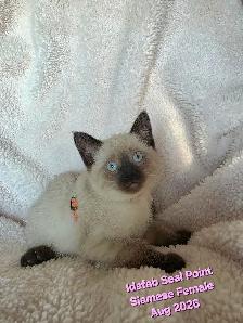 Siamese Kittens - All Colors and Bright and Friendly - Photo 4