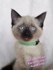 Siamese Kittens - All Colors and Bright and Friendly - Photo 5