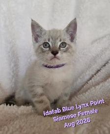 Siamese Kittens - All Colors and Bright and Friendly - Photo 6
