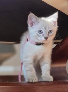 Siamese Kittens - All Colors and Bright and Friendly - Photo 7