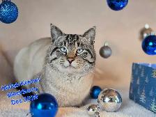 Siamese Kittens - All Colors and Bright and Friendly - Photo 8