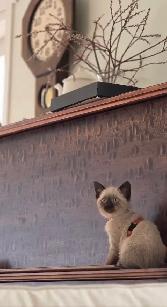 Siamese Kittens - All Colors and Bright and Friendly - Photo 9
