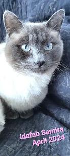 Siamese Kittens - All Colors and Bright and Friendly - Photo 10
