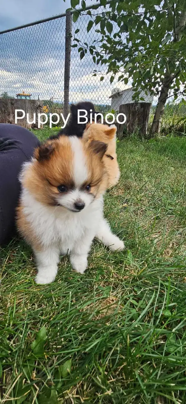Pomeranians