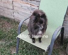 Pomeranians - Photo 2