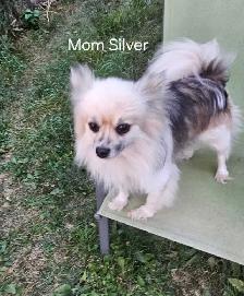 Pomeranians - Photo 3